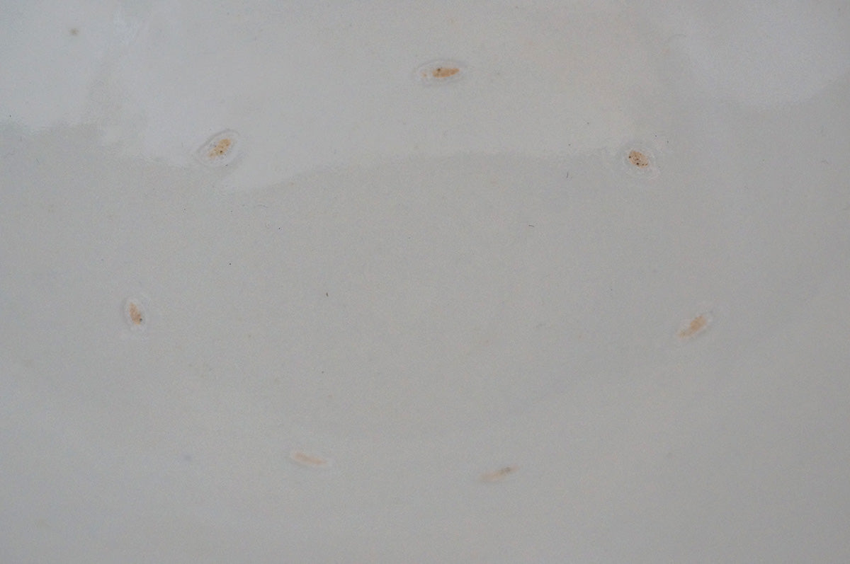 006 青白磁三ッ輪花パスタ鉢 (7寸) 目跡あり