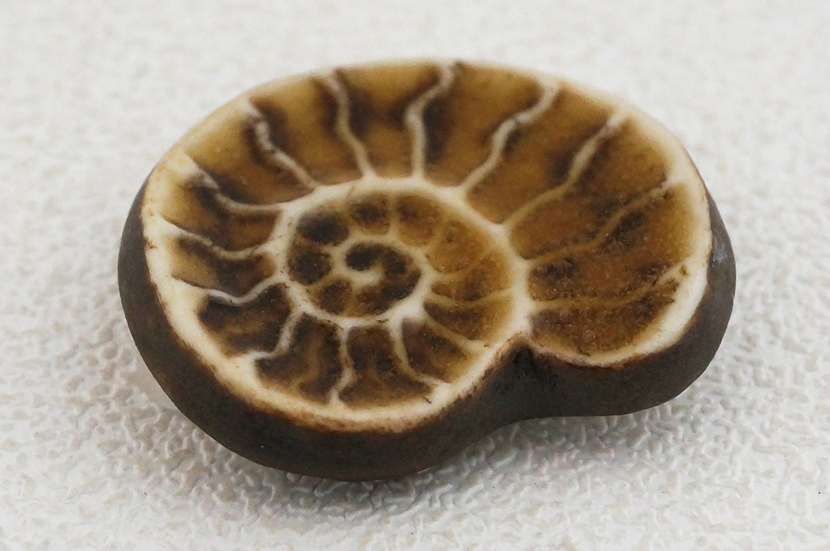 044 アンモナイト