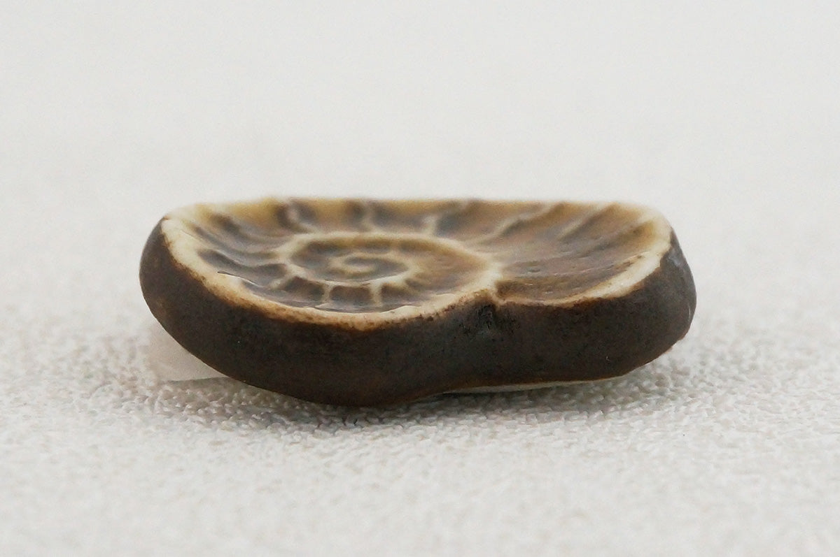 044 アンモナイト